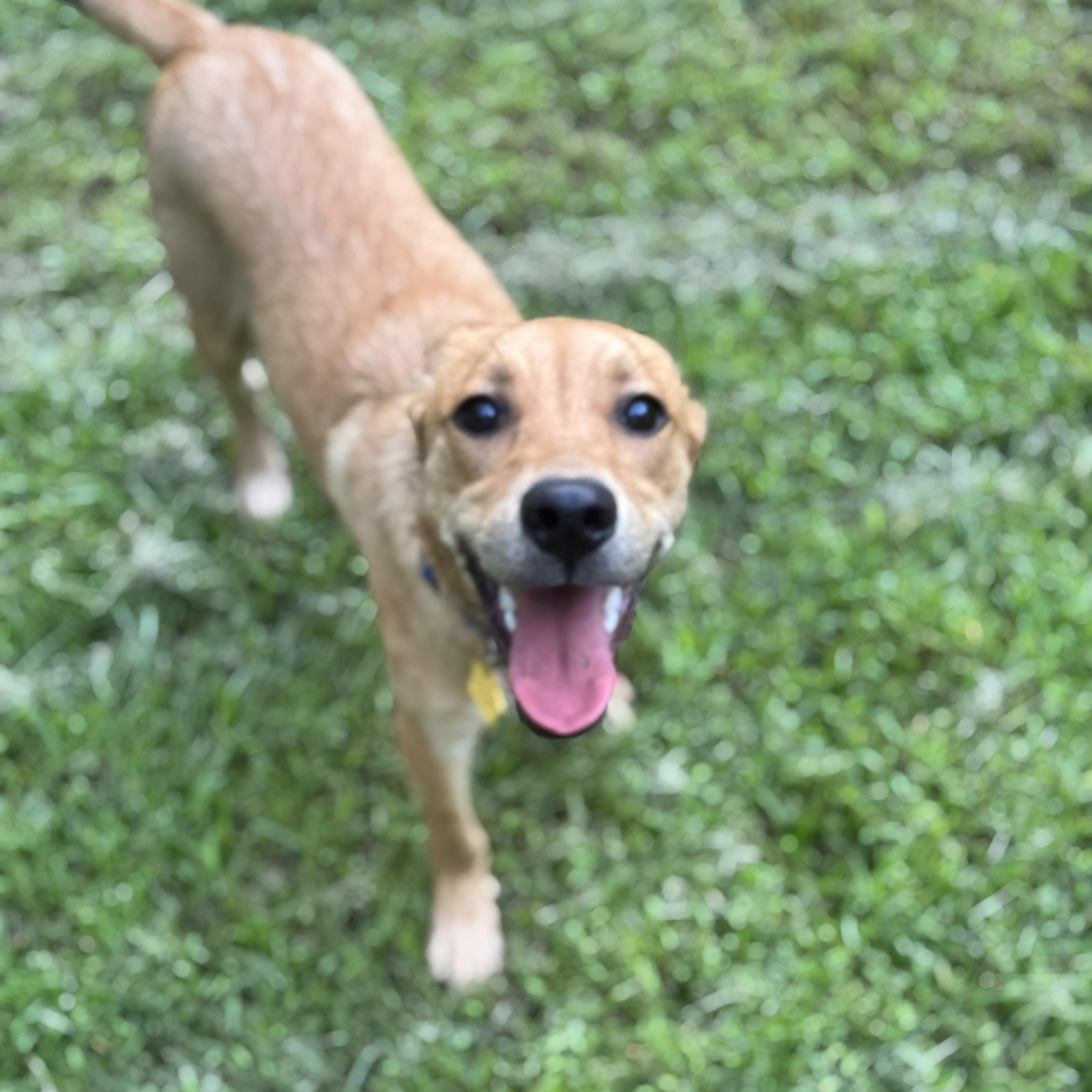 Flip, a ADOPTABLE mixed breed in Wando, SC image 5/6