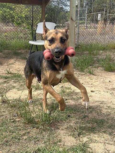 OSTARA, Adoptable, Adult Female Labrador Retriever & Mixed Breed.