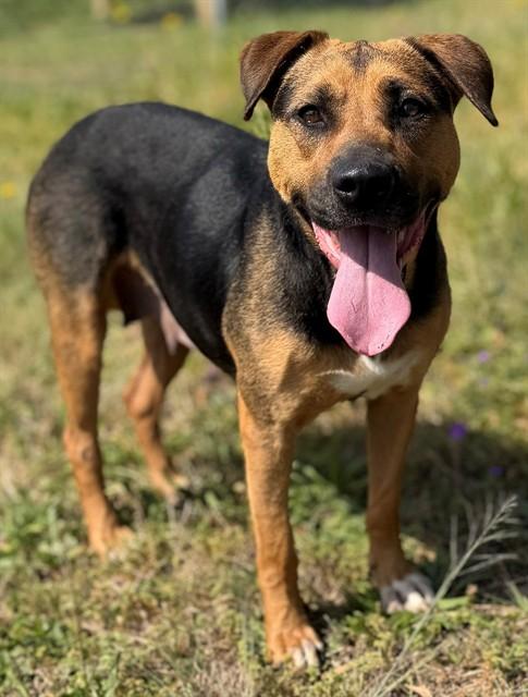 OSTARA, Adoptable, Adult Female Labrador Retriever & Mixed Breed.