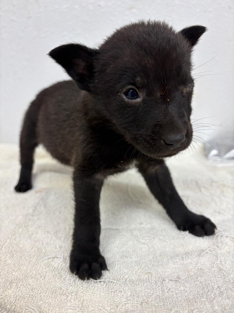 Enlarge Nurse Dana, a Adoptable mixed breed in Lockhart, TX image 1/1