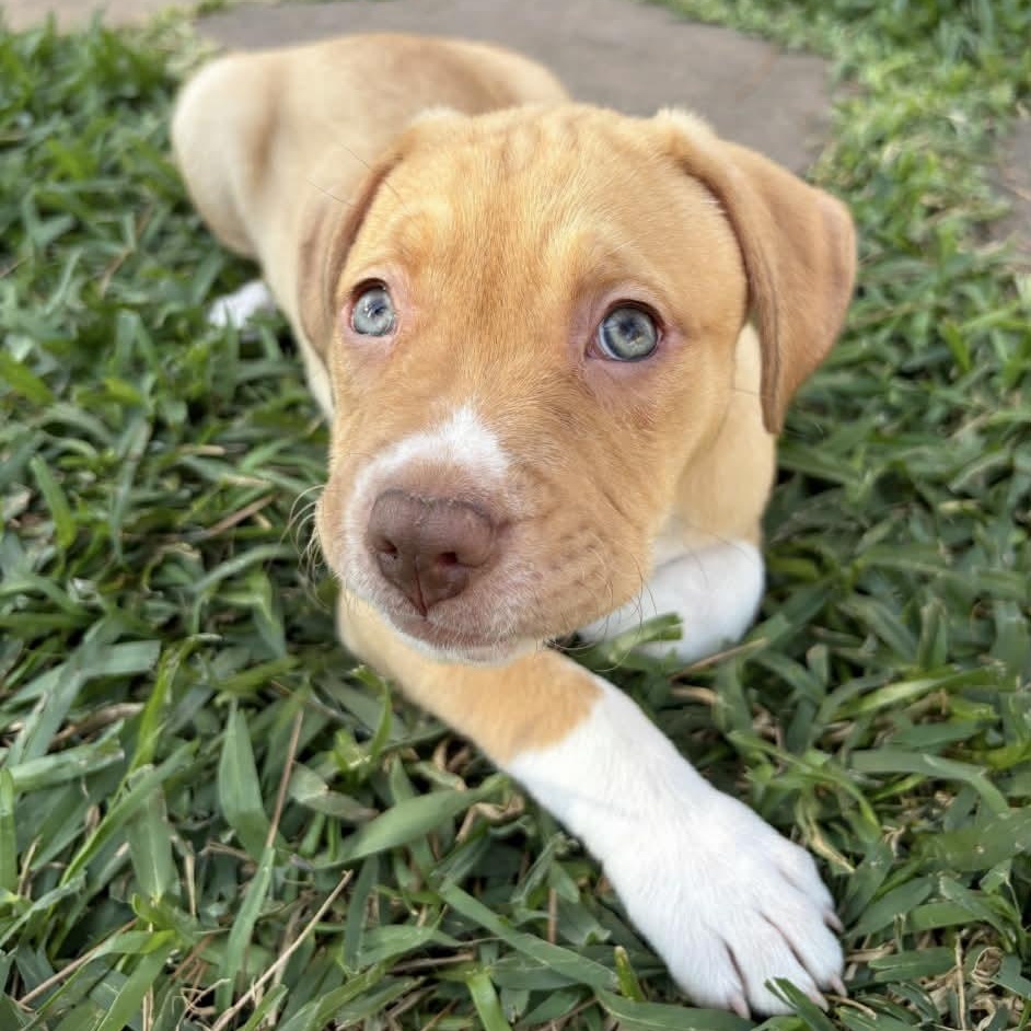 Enlarge Summer , an adopted mixed breed in Jackson , MI image 3/5