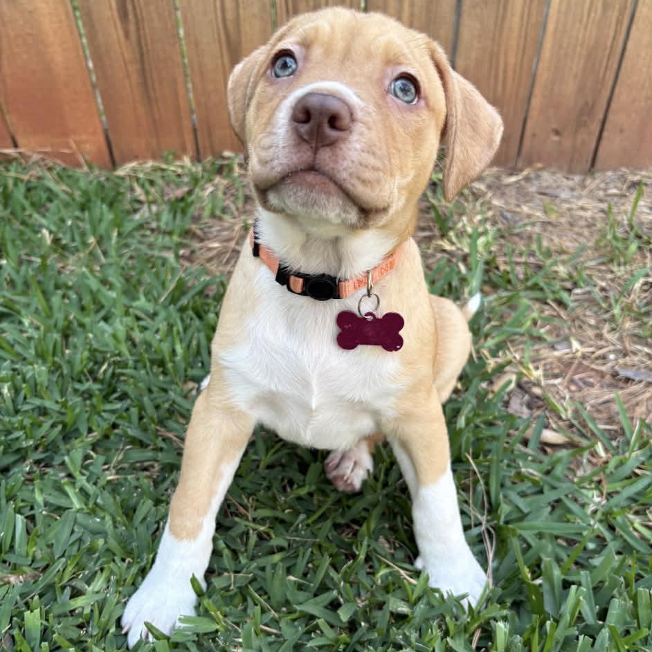 Enlarge Summer , an adopted mixed breed in Jackson , MI image 1/5