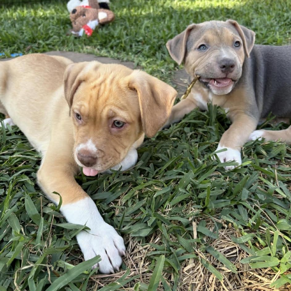 Enlarge Summer , an adopted mixed breed in Jackson , MI image 4/5