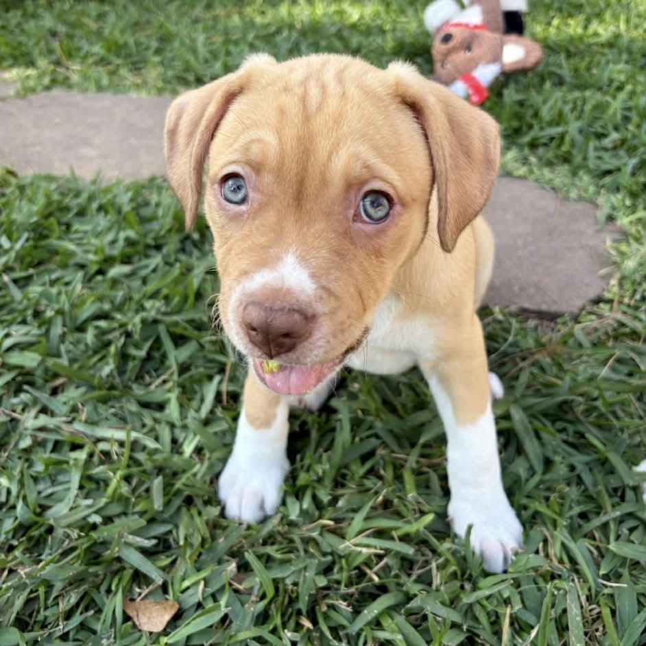 Enlarge Summer , an adopted mixed breed in Jackson , MI image 2/5