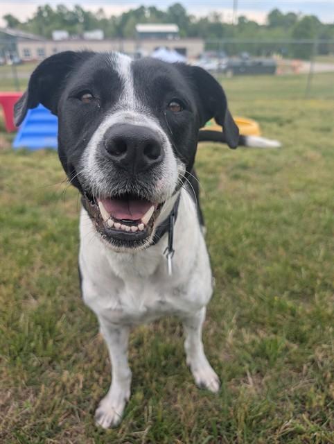 MAYA, Adoptable, Young Female Pit Bull Terrier.