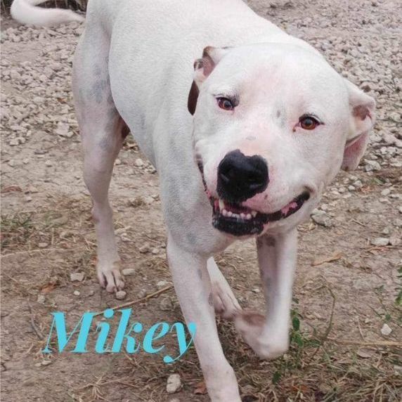 Mikey