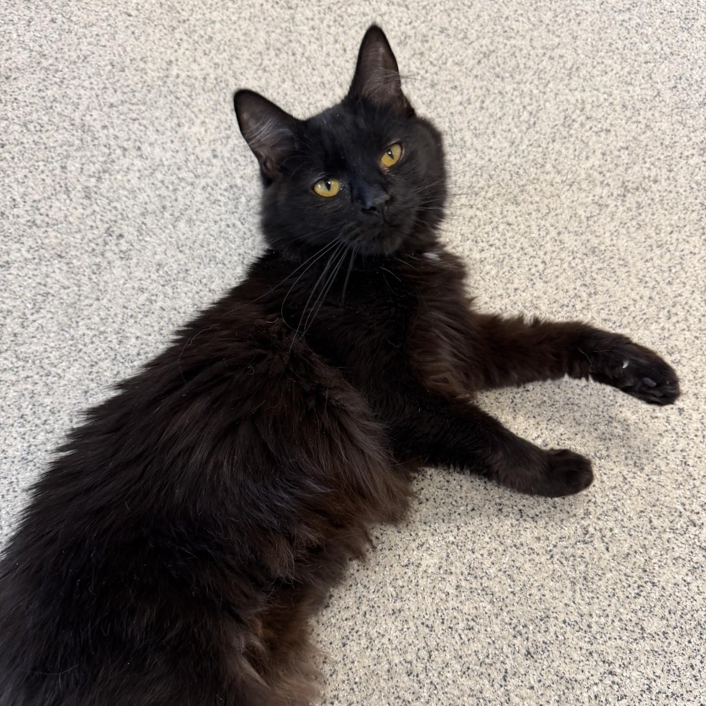 Parcheesi, ADOPTABLE, Young Female Domestic Long Hair.