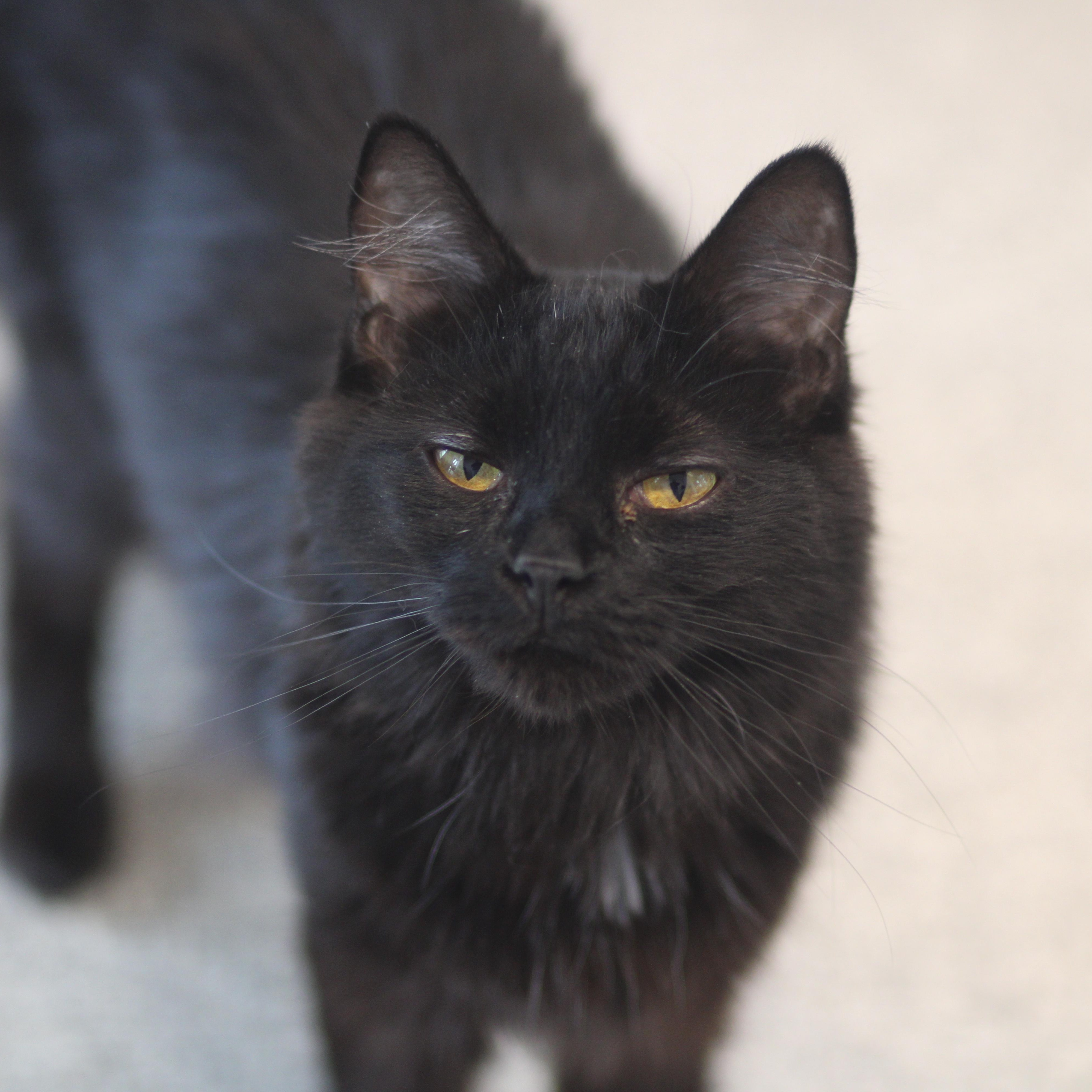 Enlarge Parcheesi, a ADOPTABLE Domestic Long Hair in Cooperstown, NY image 2/3