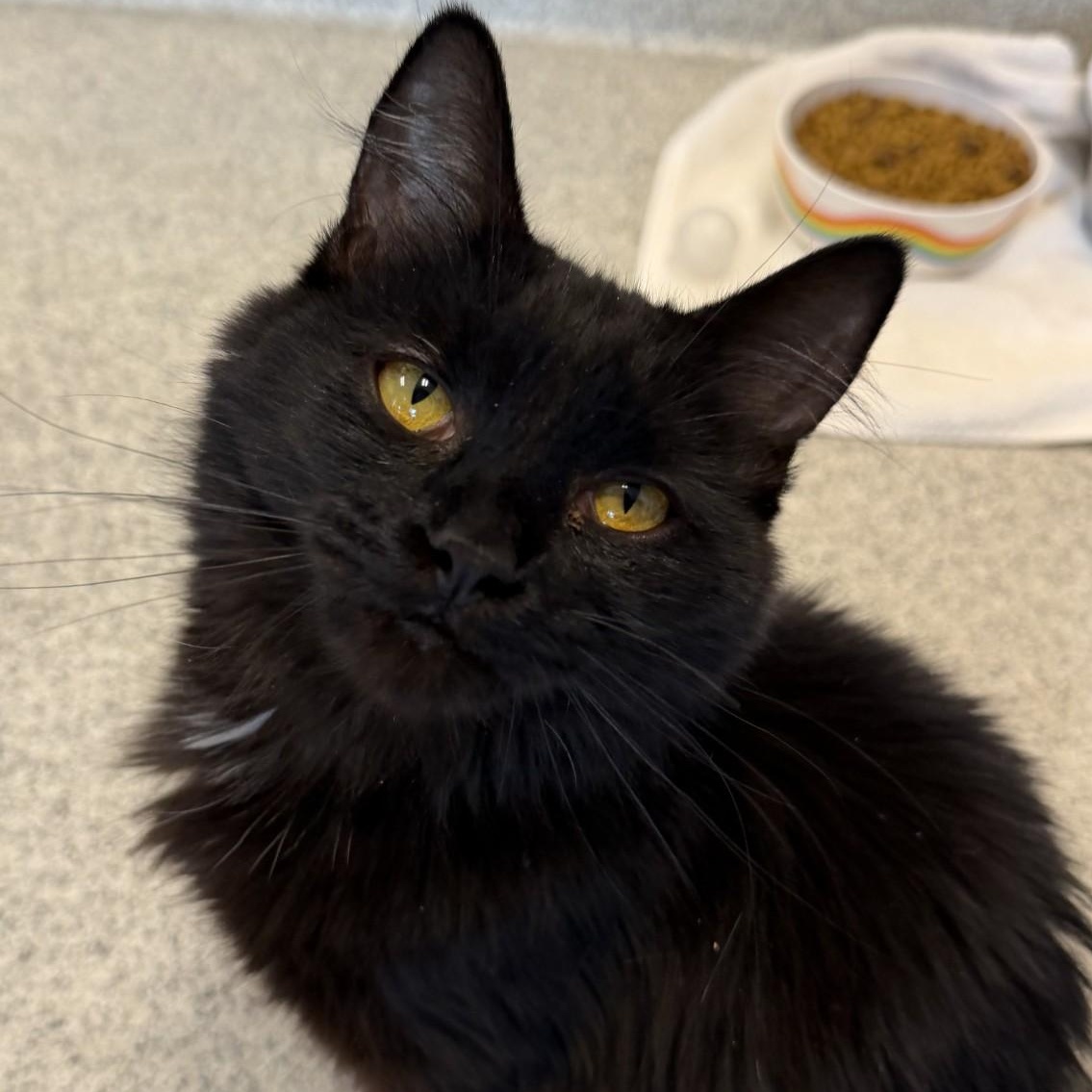 Enlarge Parcheesi, a ADOPTABLE Domestic Long Hair in Cooperstown, NY image 3/3