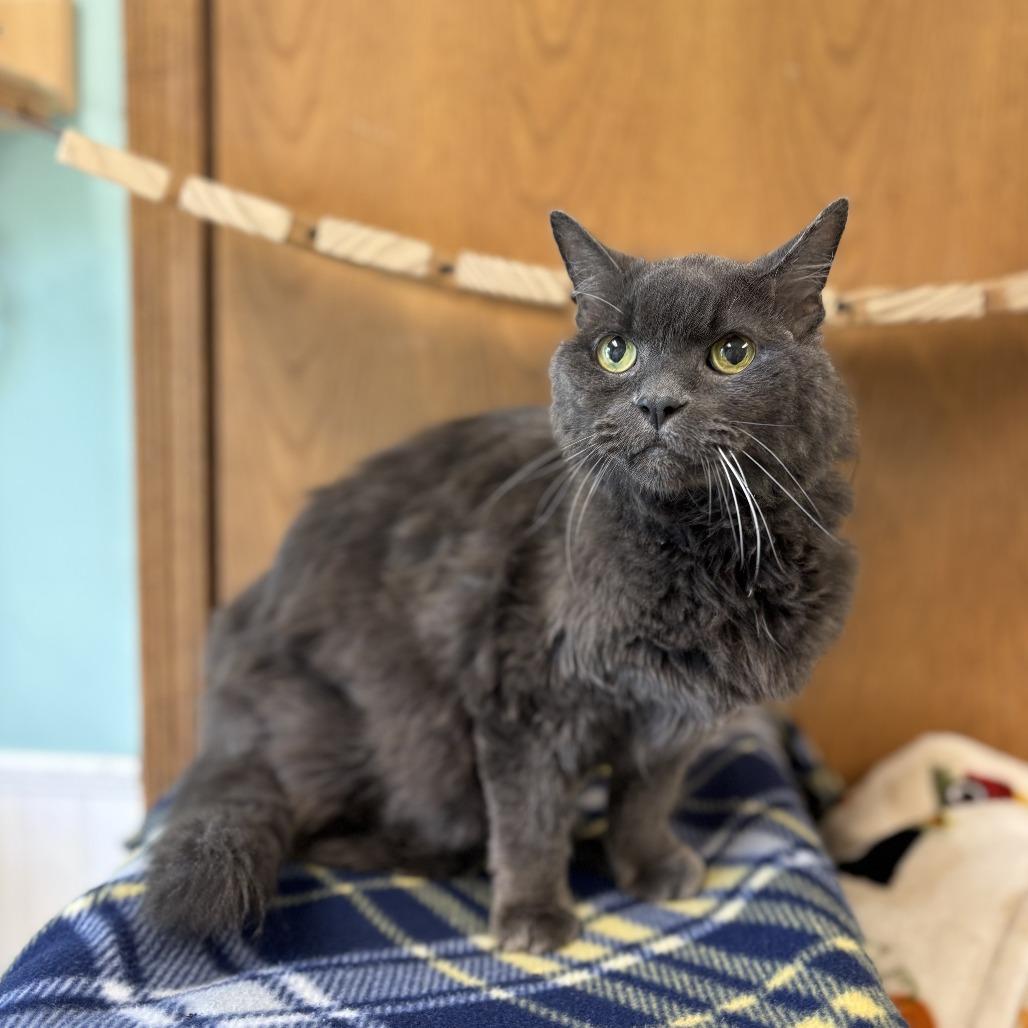 Enlarge Cliff--In Foster***ADOPTION PENDING***, a Adoptable Domestic Medium Hair in Fargo, ND image 1/6