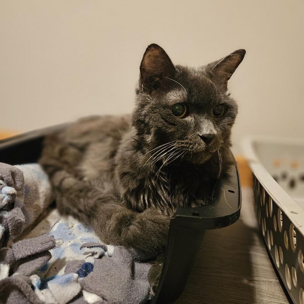 Enlarge Cliff--In Foster***ADOPTION PENDING***, a Adoptable Domestic Medium Hair in Fargo, ND image 2/6