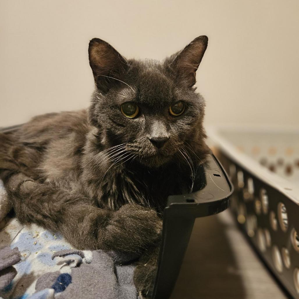 Enlarge Cliff--In Foster***ADOPTION PENDING***, a Adoptable Domestic Medium Hair in Fargo, ND image 3/6