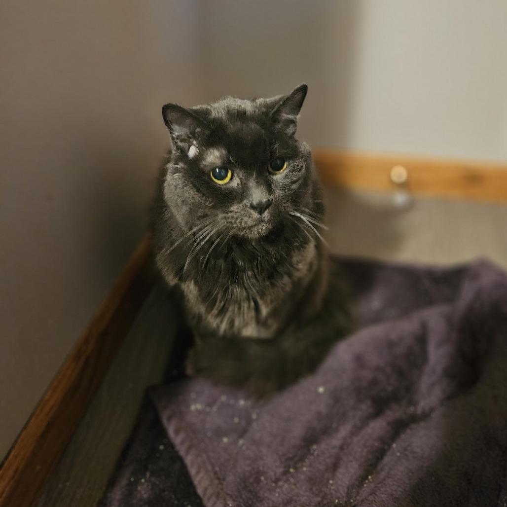 Enlarge Cliff--In Foster***ADOPTION PENDING***, a Adoptable Domestic Medium Hair in Fargo, ND image 4/6