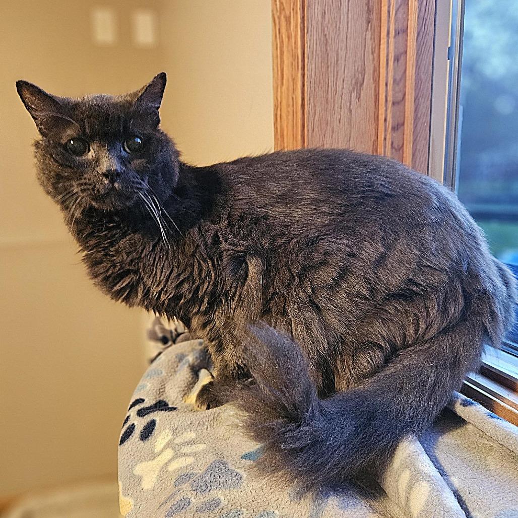Enlarge Cliff--In Foster***ADOPTION PENDING***, a Adoptable Domestic Medium Hair in Fargo, ND image 5/6