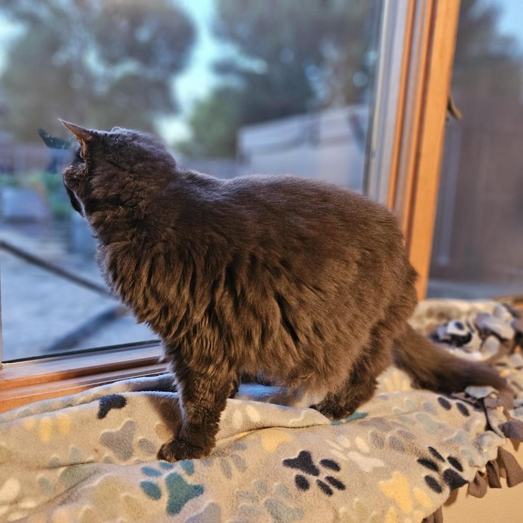 Enlarge Cliff--In Foster***ADOPTION PENDING***, a Adoptable Domestic Medium Hair in Fargo, ND image 6/6