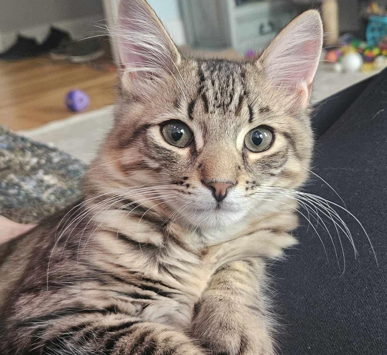 Reid and Saco - the parks brothers, Baby Male Domestic Short Hair