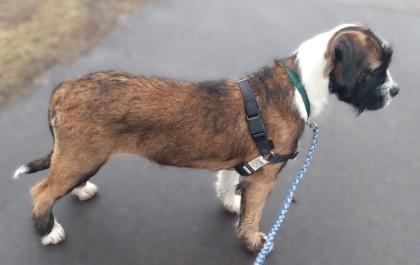 Enlarge Patty, a Adoptable mixed breed in Baraboo, WI image 1/2