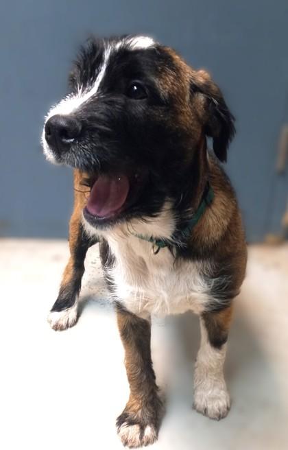 Enlarge Patty, a Adoptable mixed breed in Baraboo, WI image 2/2