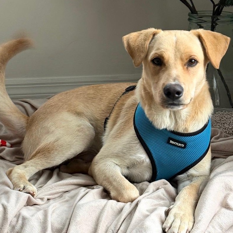 Enlarge Vanilla - The Sweetest Scoop of a Pup!, a Adoptable Yellow Labrador Retriever in STANHOPE, NJ image 1/6