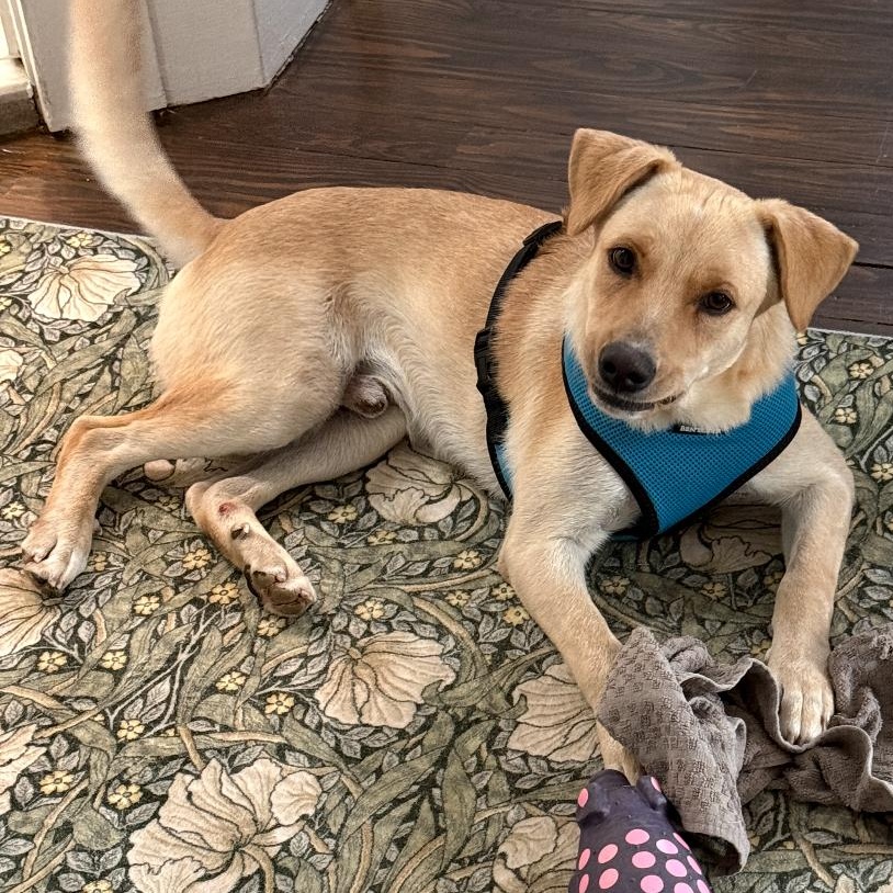 Enlarge Vanilla - The Sweetest Scoop of a Pup!, a Adoptable Yellow Labrador Retriever in STANHOPE, NJ image 6/6