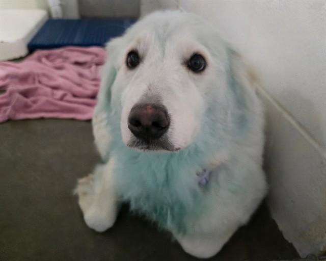 COTTON, Adoptable, Young Female Great Pyrenees & Mixed Breed.