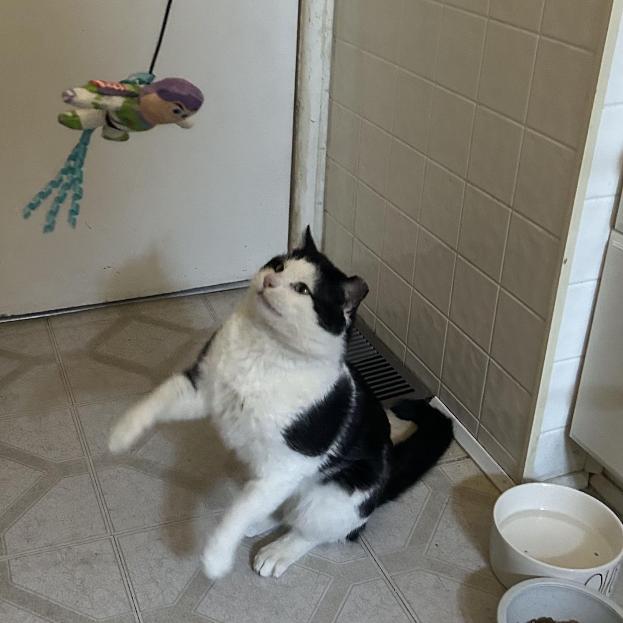 Enlarge Max, a Adoptable mixed breed in Prescott, AZ image 1/3