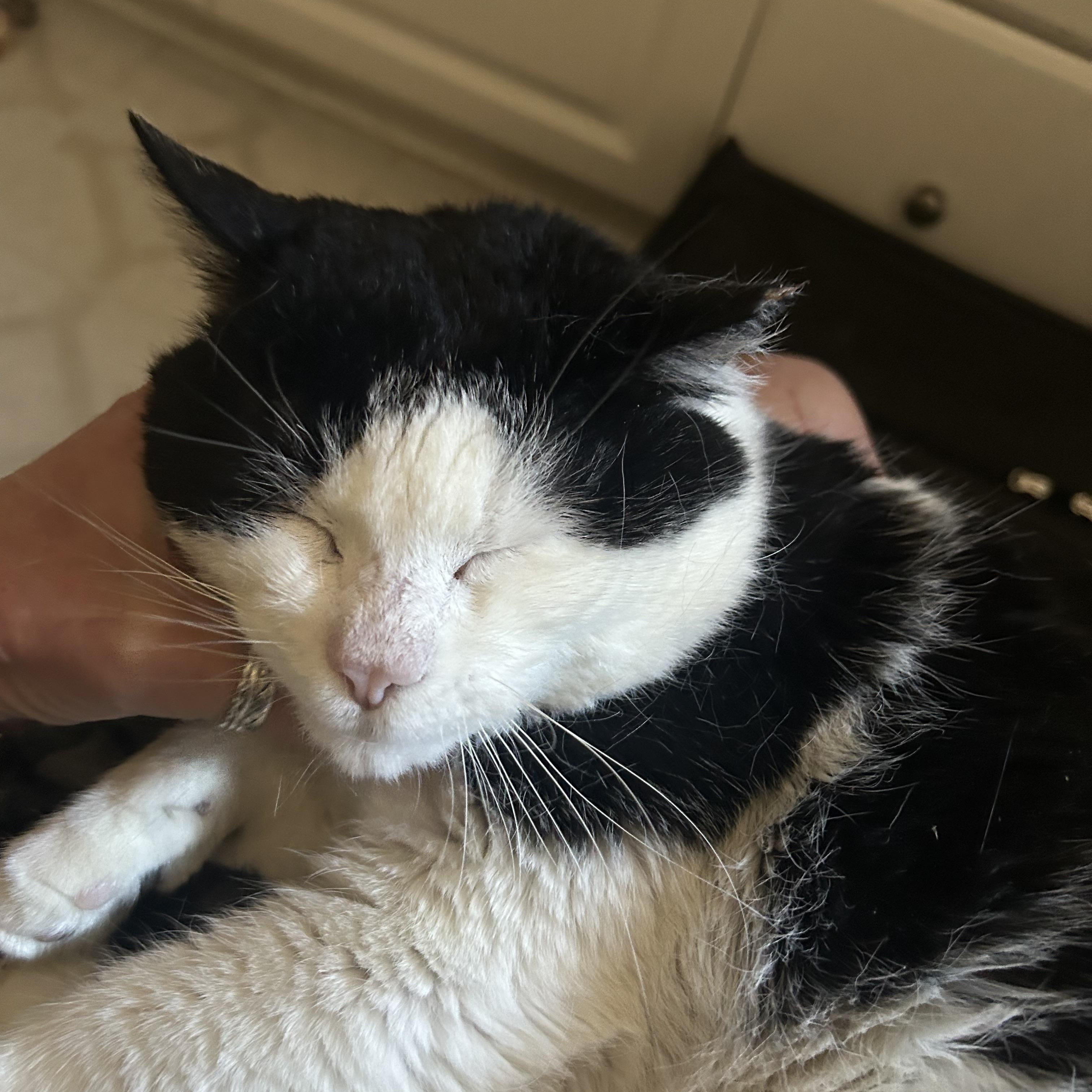 Enlarge Max, a Adoptable mixed breed in Prescott, AZ image 3/3