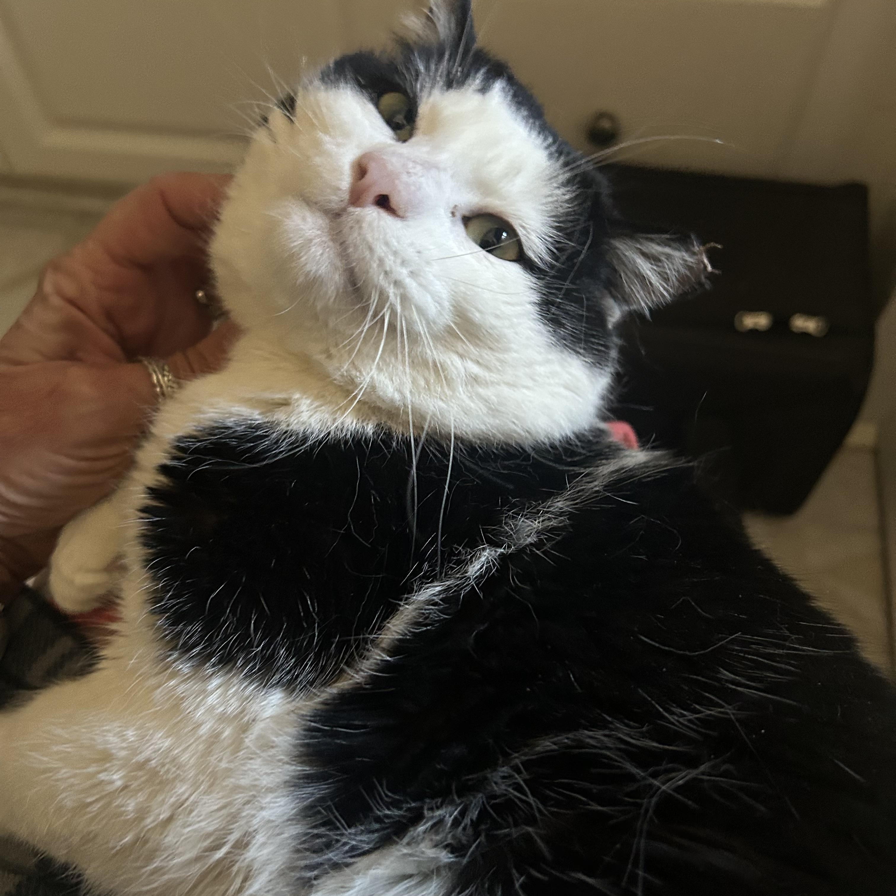 Max, Adoptable, Adult Male Domestic Short Hair.