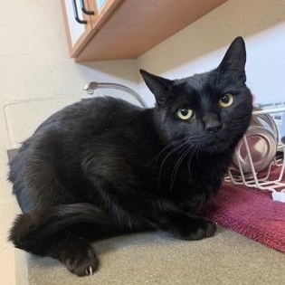 Enlarge Buzz, an adopted Domestic Short Hair in Winchester, VA image 2/2