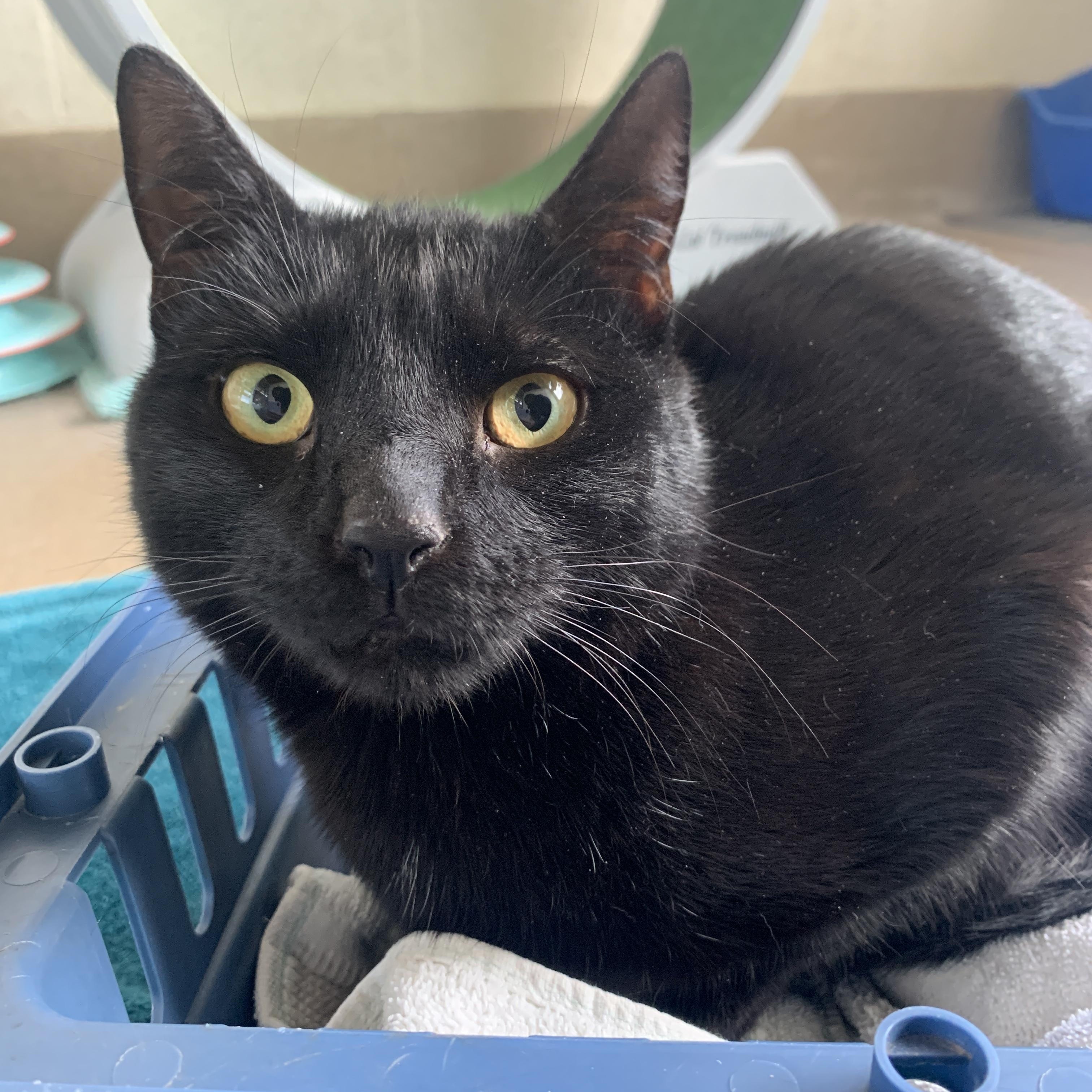 Enlarge Buzz, an adopted Domestic Short Hair in Winchester, VA image 1/2