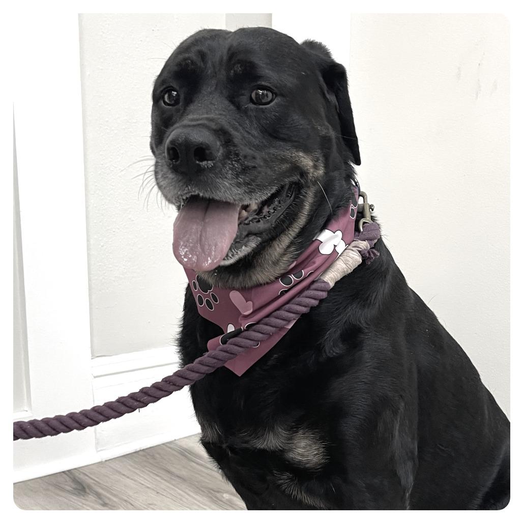 Gracie, Adoptable, Adult Female Rottweiler.