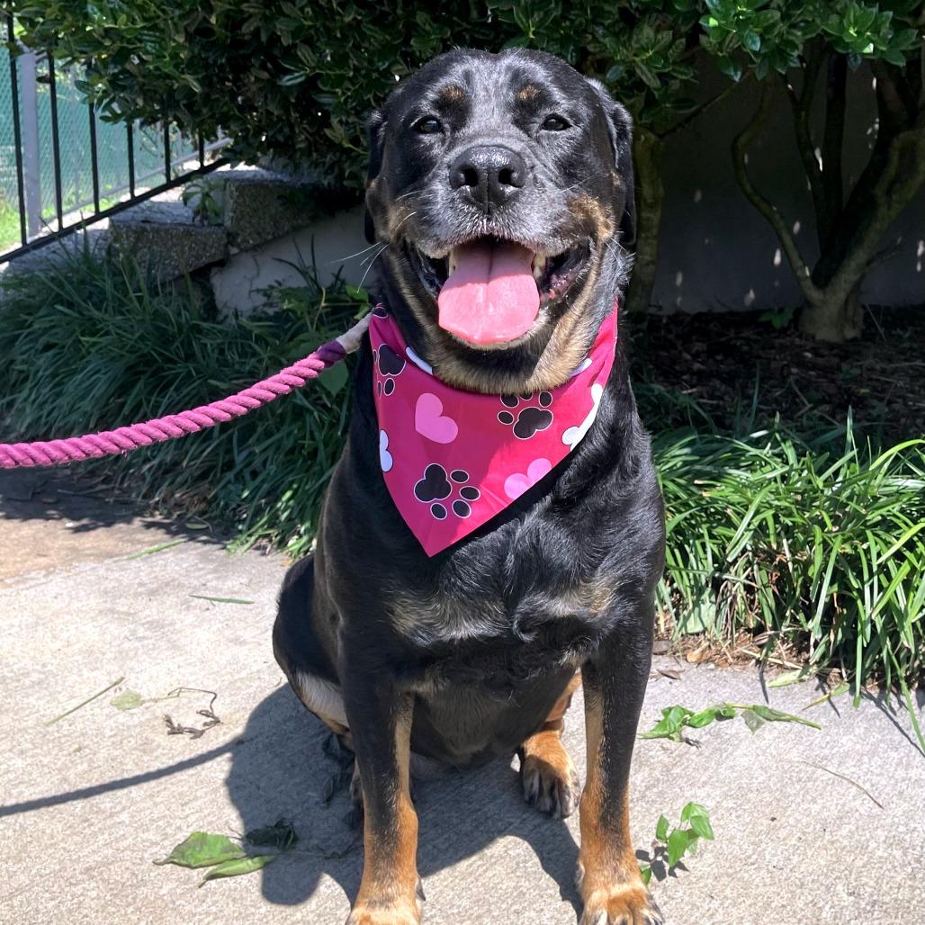 Enlarge Gracie, a Adoptable Rottweiler in Johnson City, TN image 2/3
