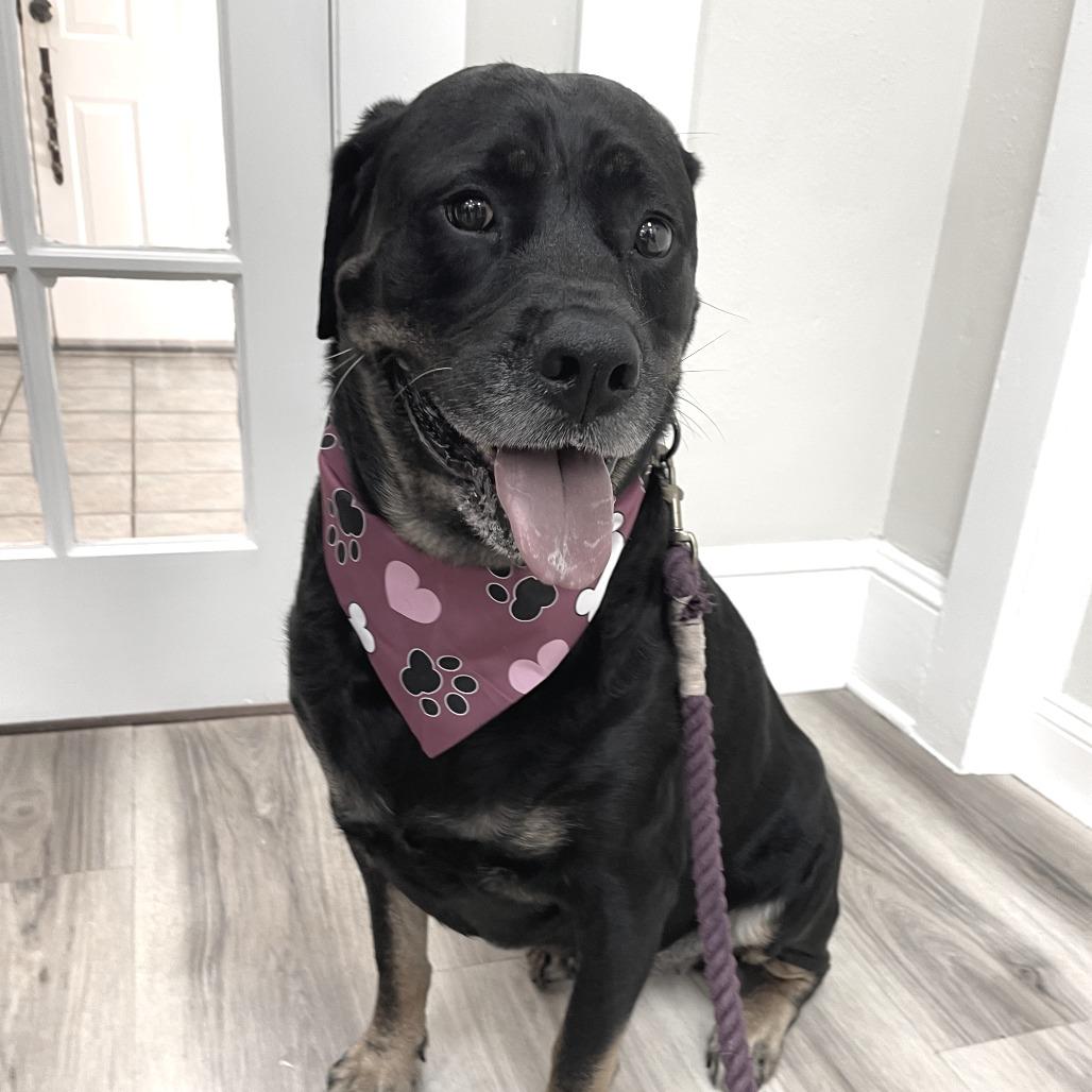 Enlarge Gracie, a Adoptable Rottweiler in Johnson City, TN image 3/3