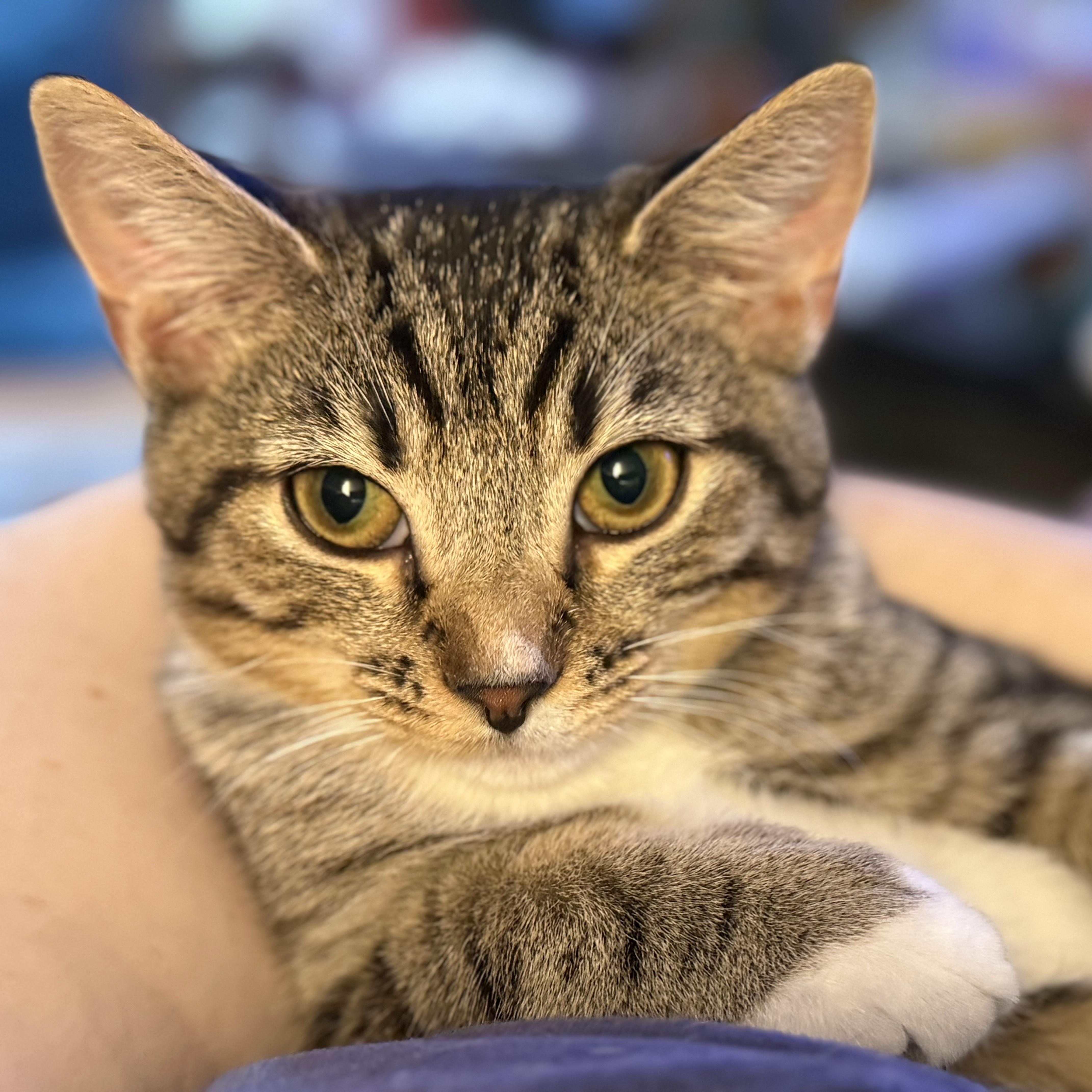 Freida, a Adoptable mixed breed in Hyattsville, MD image 3/6