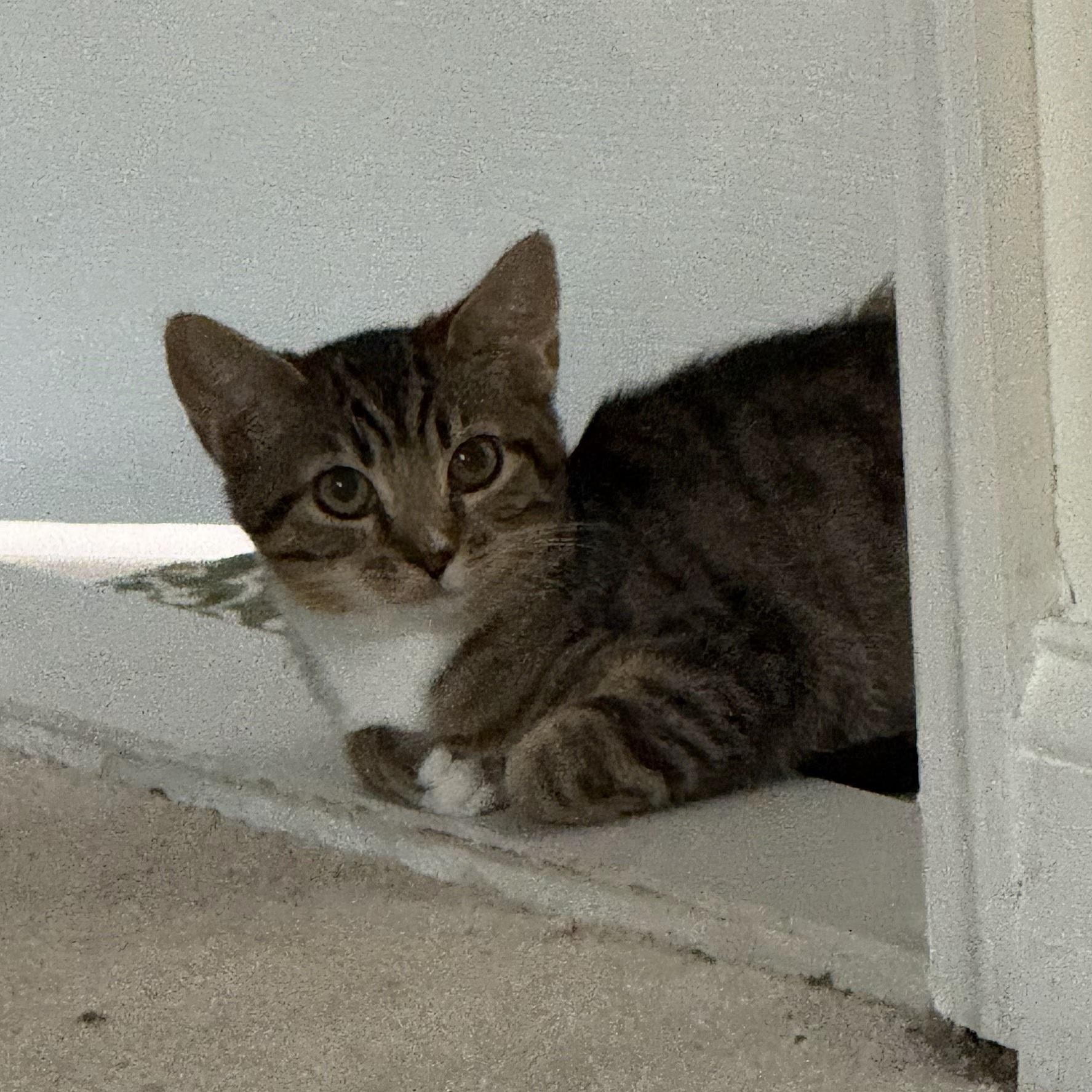 Freida, a Adoptable mixed breed in Hyattsville, MD image 6/6