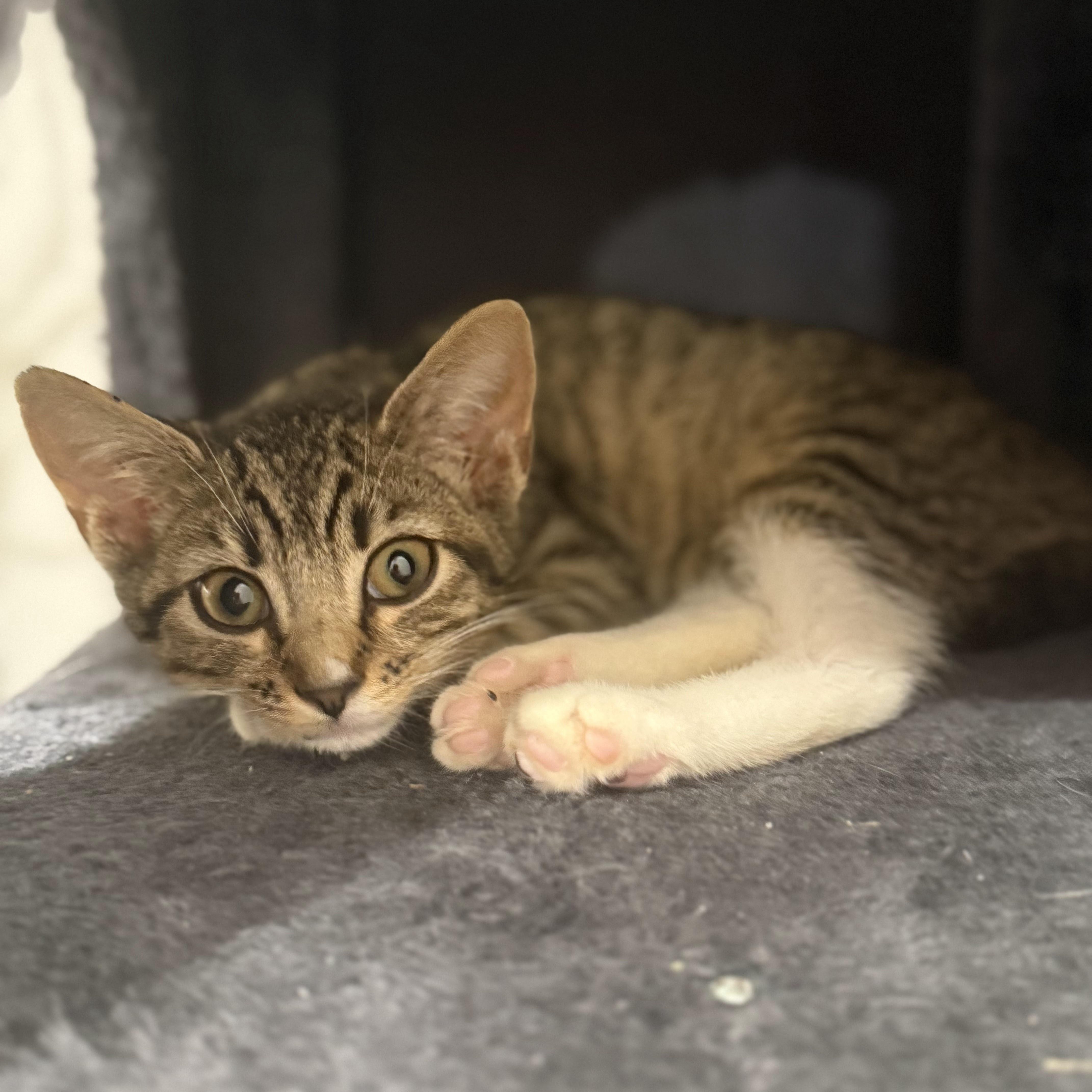 Freida, a Adoptable mixed breed in Hyattsville, MD image 5/6