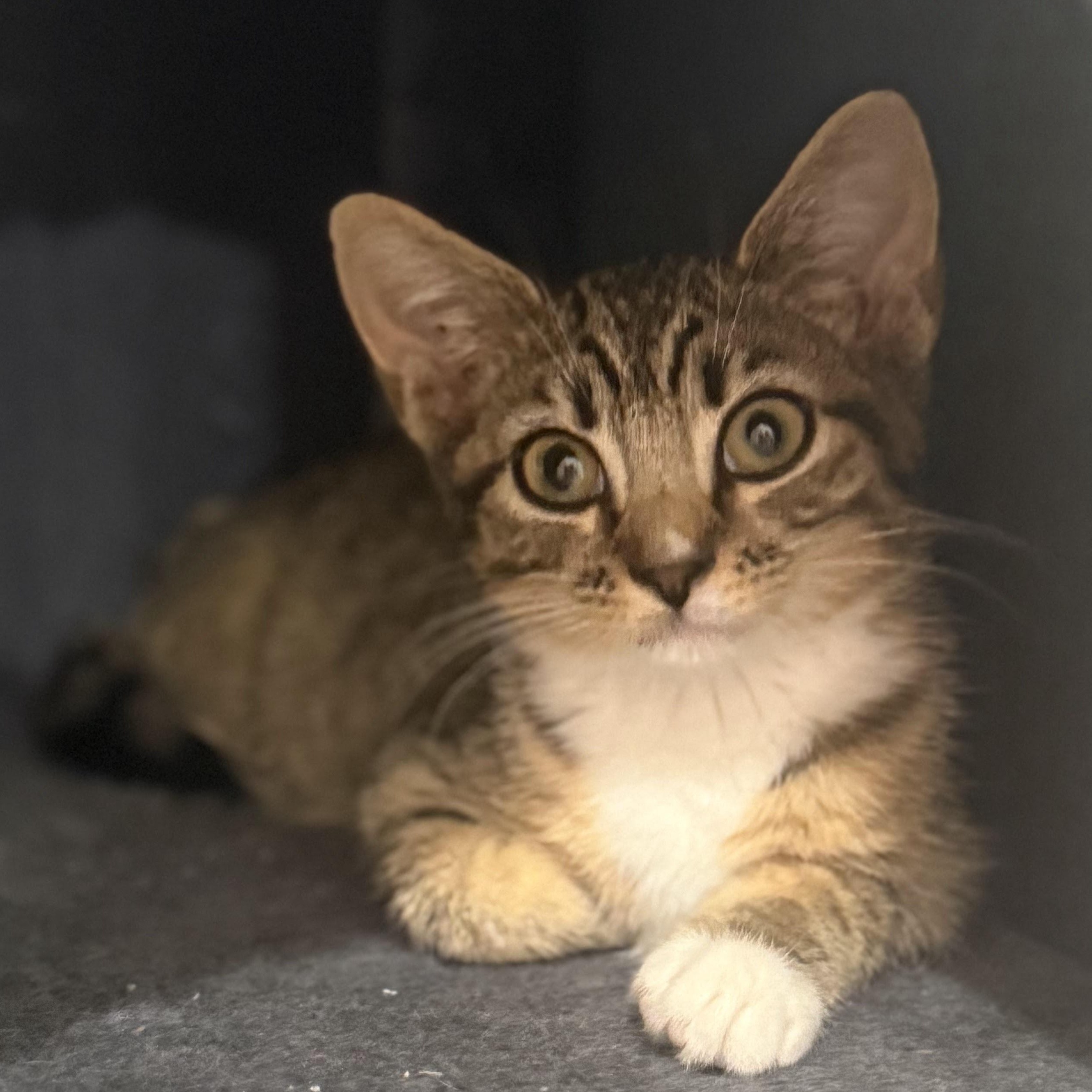 Freida, Adoptable, Kitten Female Tabby & Domestic Short Hair.