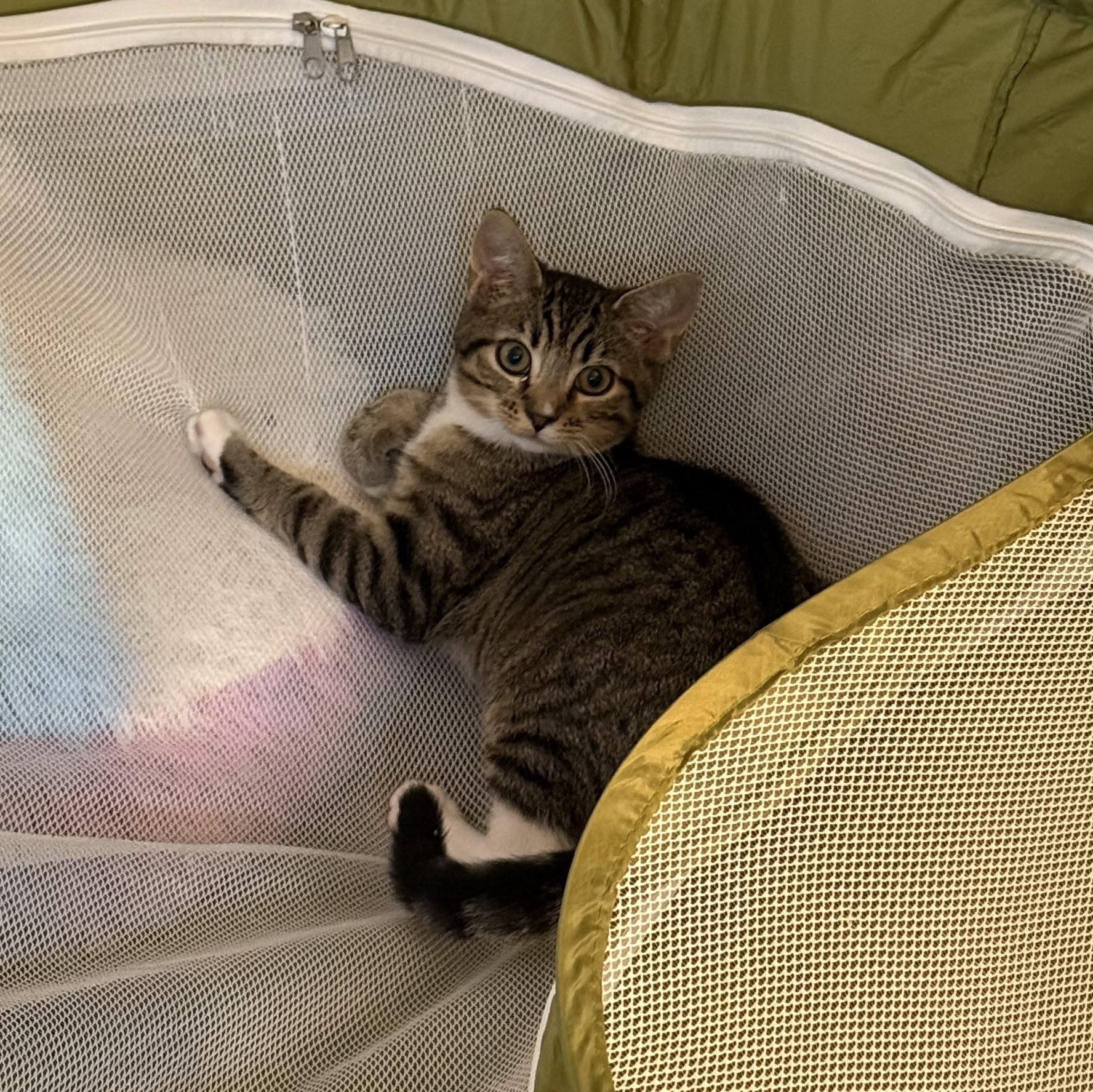 Freida, a Adoptable mixed breed in Hyattsville, MD image 4/6