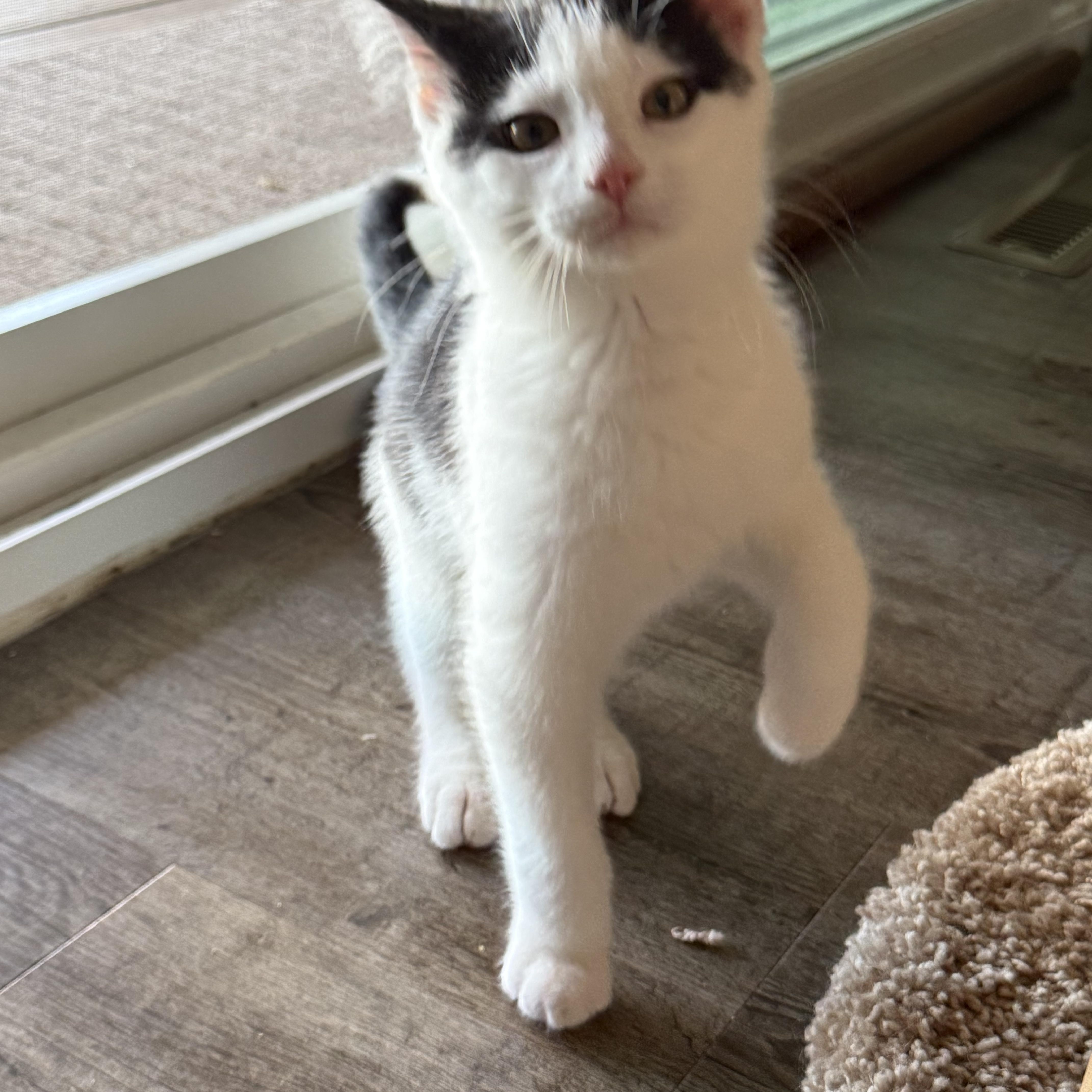 Saturn, an adopted Domestic Short Hair in Madison, WI image 6/6