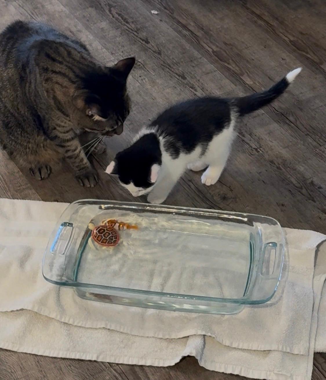 Saturn, an adopted Domestic Short Hair in Madison, WI image 5/6