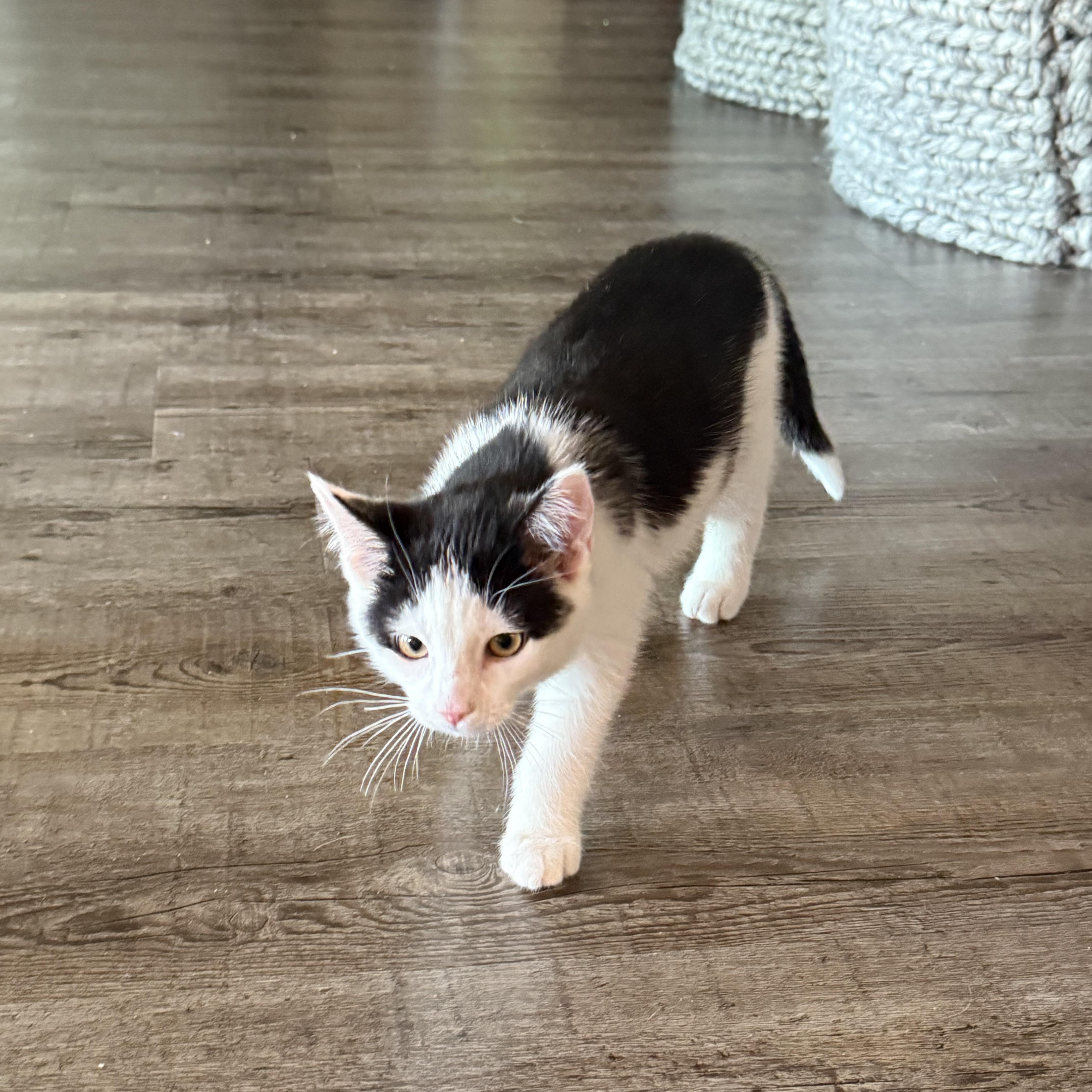 Saturn, an adopted Domestic Short Hair in Madison, WI image 3/6