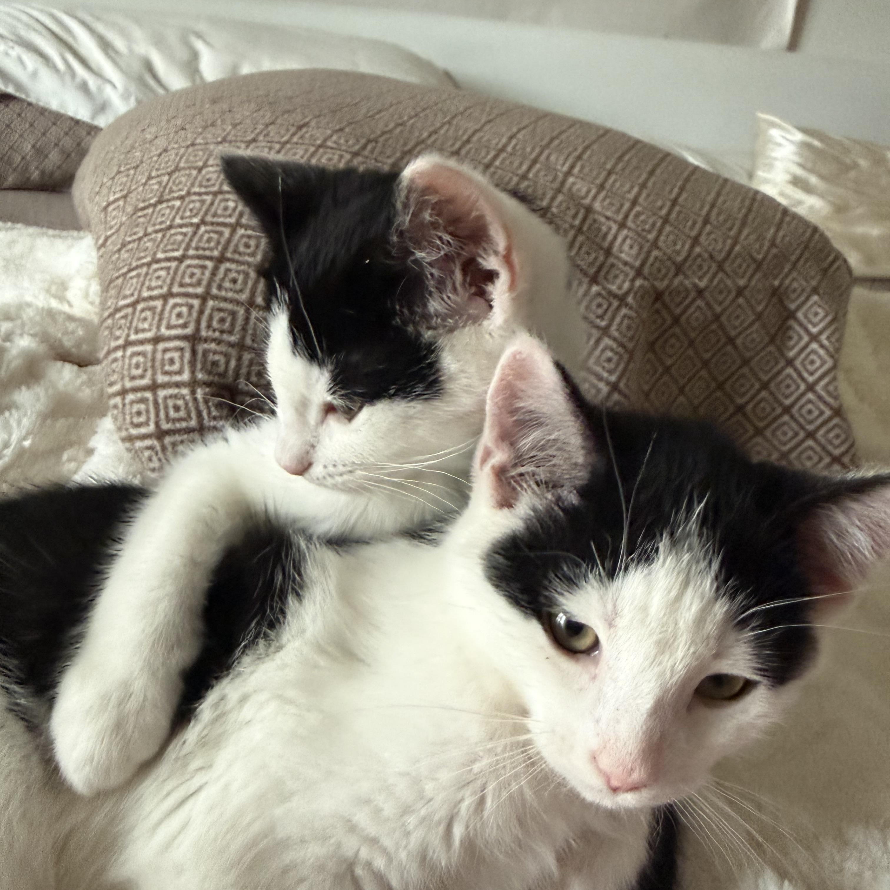 Saturn, an adopted Domestic Short Hair in Madison, WI image 2/6