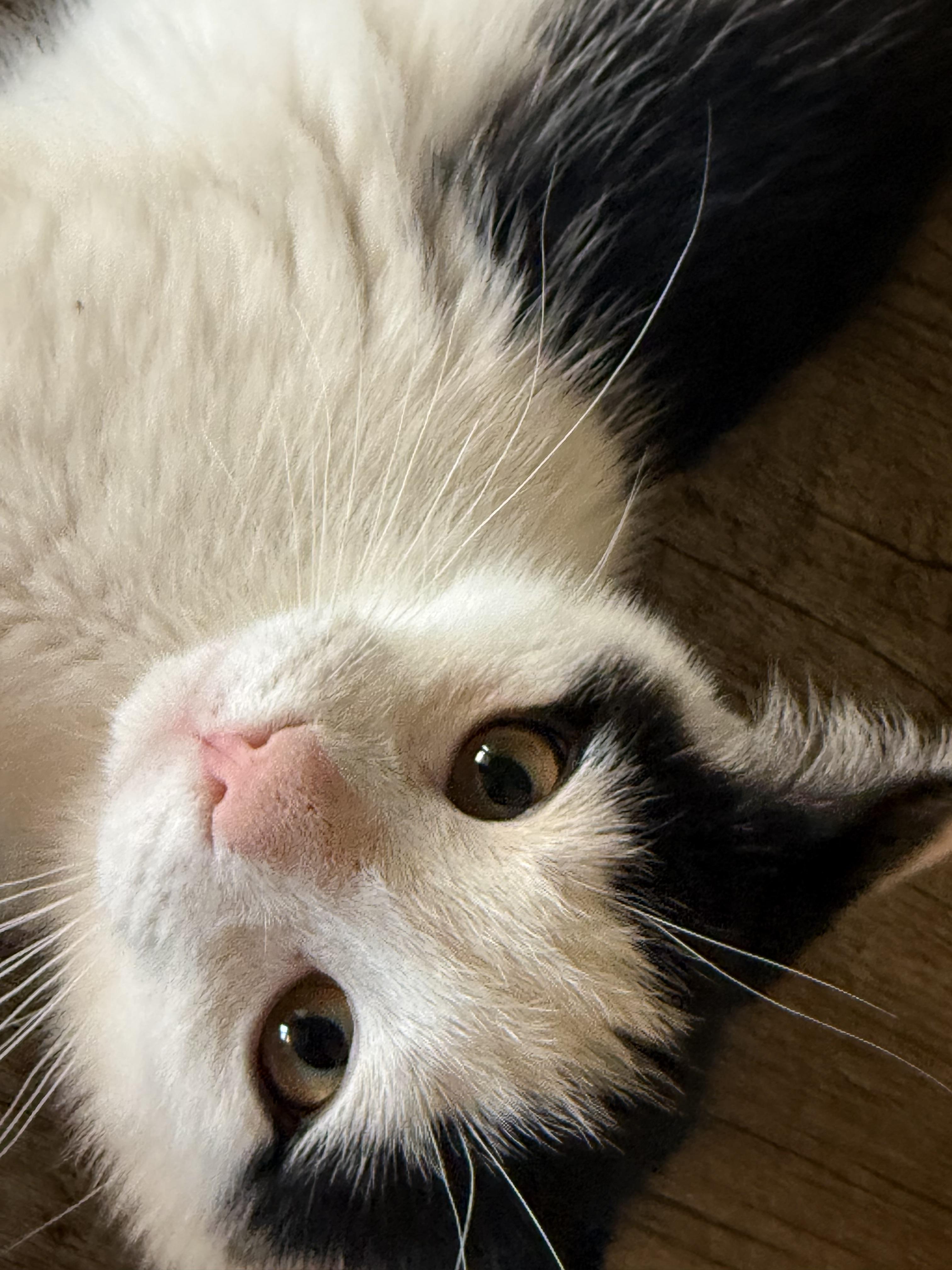 Saturn, an adopted Domestic Short Hair in Madison, WI image 1/6