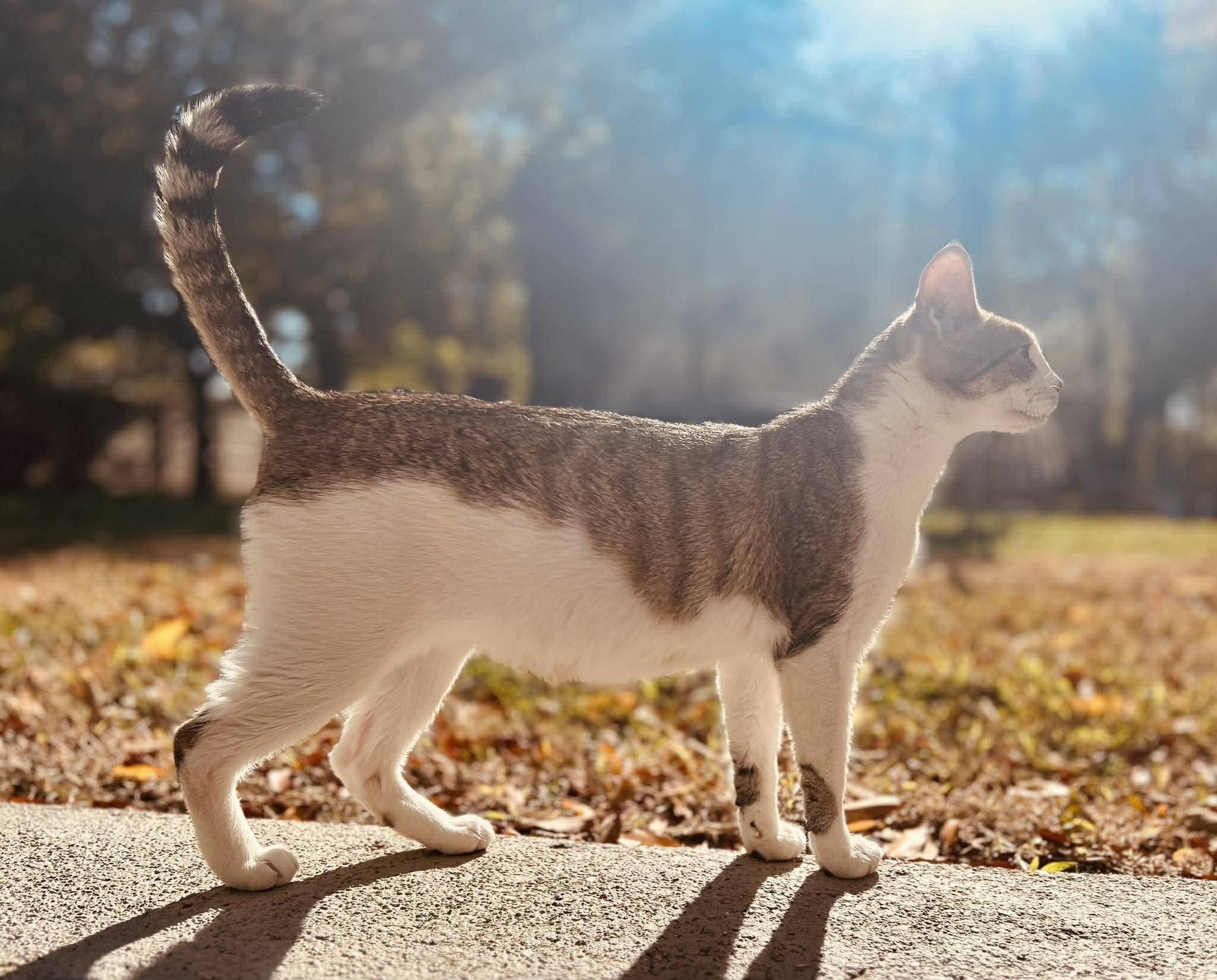 Enlarge Lana, an adopted Domestic Short Hair in Speedway, IN image 2/3