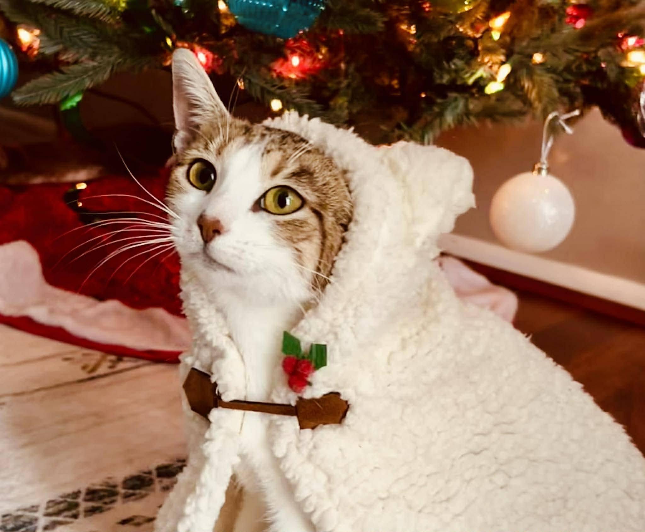 Enlarge Lana, an adopted Domestic Short Hair in Speedway, IN image 3/3