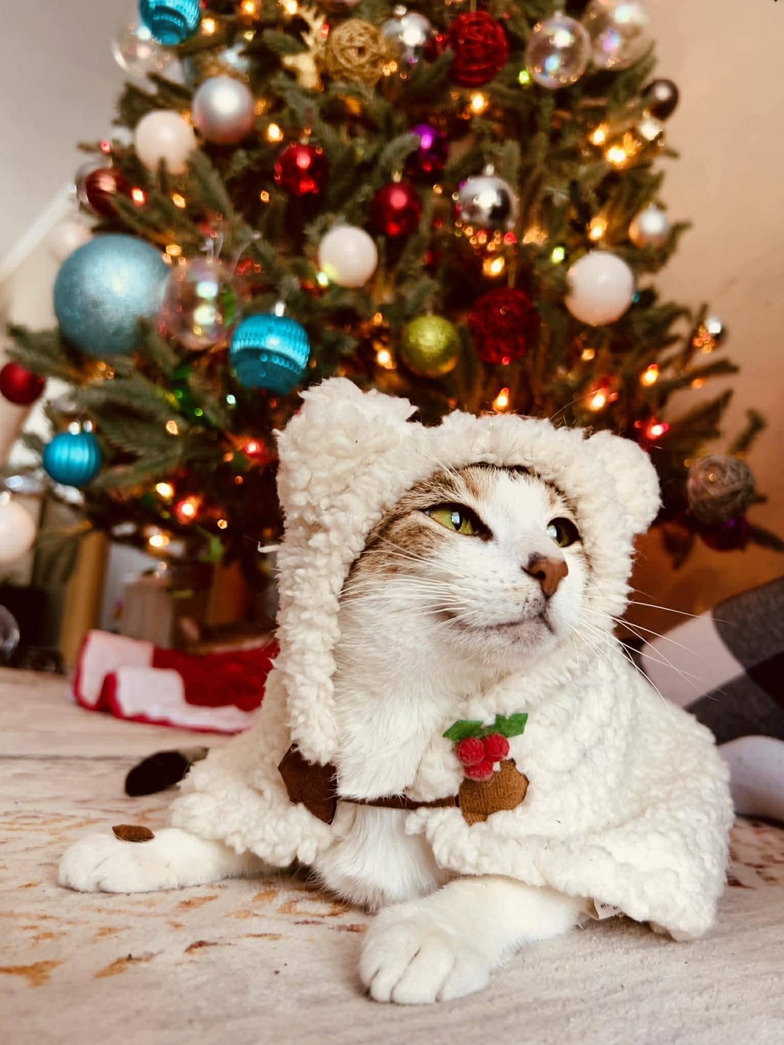 Enlarge Lana, an adopted Domestic Short Hair in Speedway, IN image 1/3