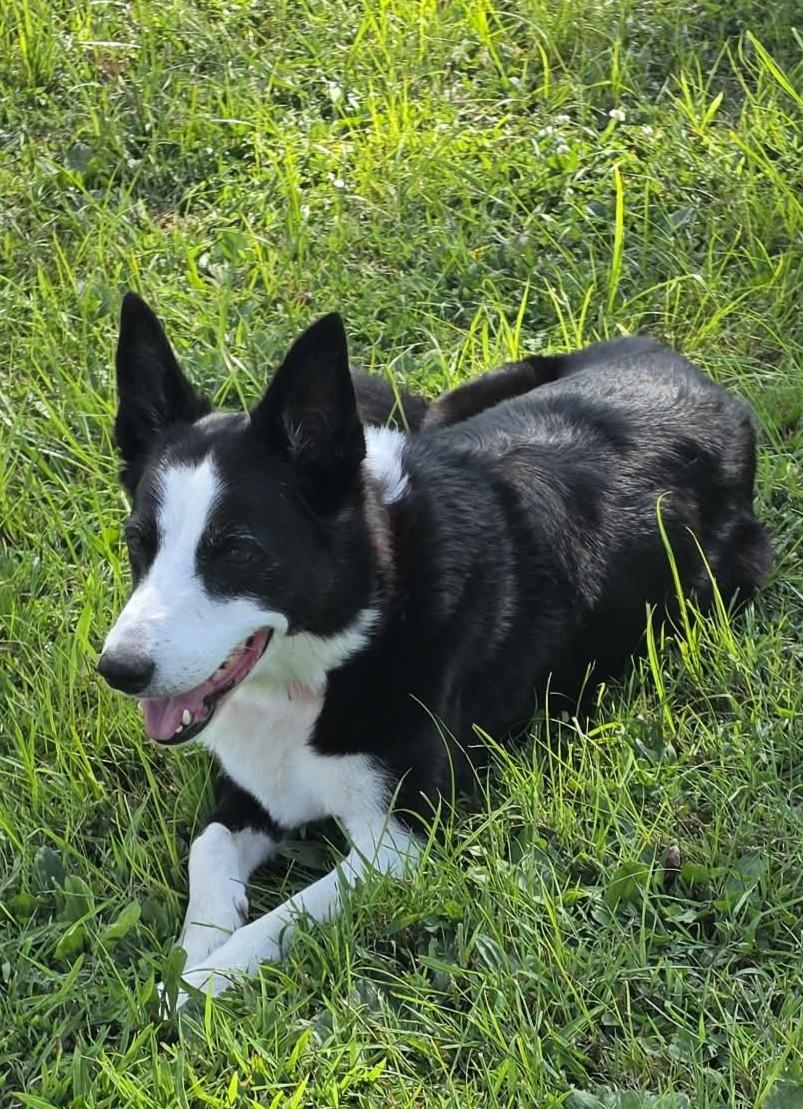 Enlarge Twix, a ADOPTABLE Border Collie in Seymour, IN image 5/5