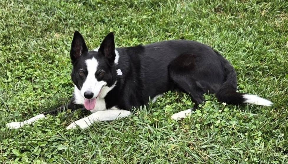Enlarge Twix, a ADOPTABLE Border Collie in Seymour, IN image 3/5