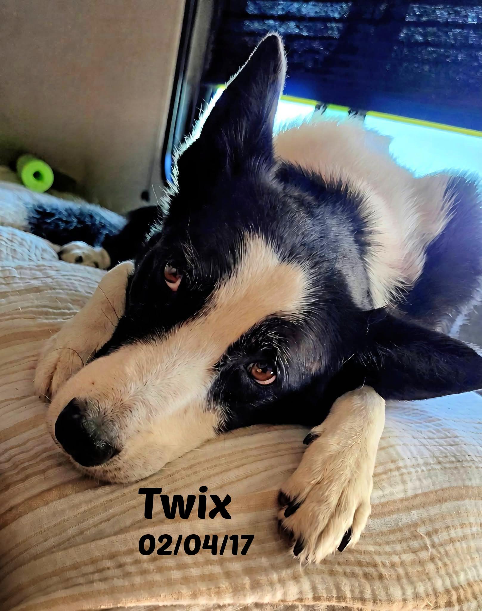 Twix, ADOPTABLE, Senior Female Border Collie.