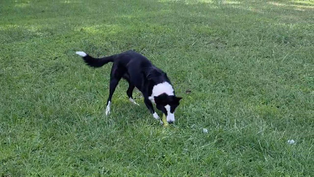 Enlarge Twix, a ADOPTABLE Border Collie in Seymour, IN video 4/5